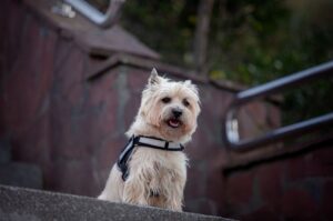 Шотландский керн-терьер Порода шотландский керн-терьер