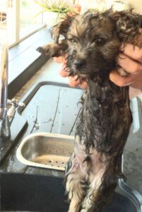 Керн-терьер после водных процедур Керн-терьер: как часто мыть собаку?