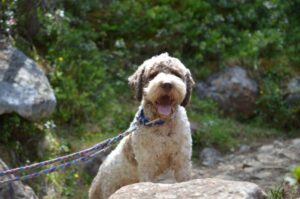 Собака породы романьоло-лаготто