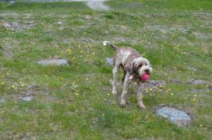 Лаготто-романьоло с мячом в зубах