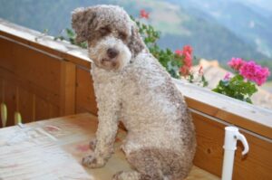 Портрет романьоло-лаготто