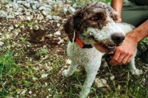 Собака романьоло-лаготто в лесу