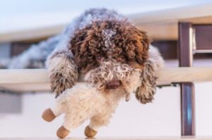 Собака лаготто-романьоло