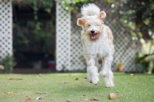 Бегущая собака лаготто-романьоло