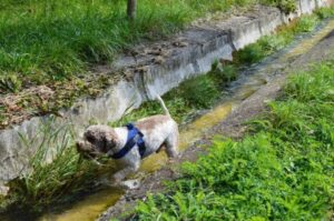 Итальянская собака лаготто-романьоло