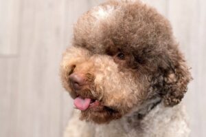 Лаготто-романьоло : фото крупным планом