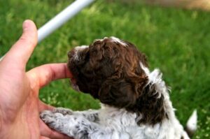 Маленький щенок лаготто-романьоло