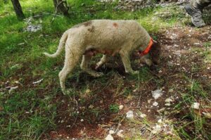 Лаготто-романьоло в поисках грибов