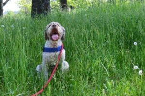 Умная собака лаготто-романьоло