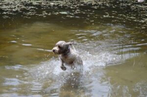 Итальянская водяная собака бежит в воде