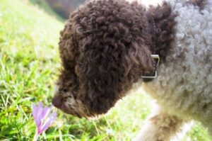 Любопытный пес лаготто-романьоло