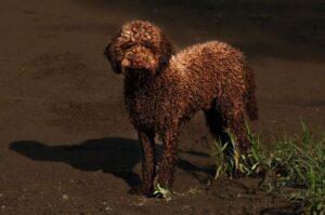 Пес лаготто-романьоло