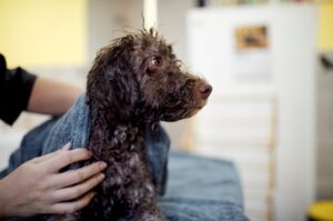 Лаготто-романьоло после водных процедур