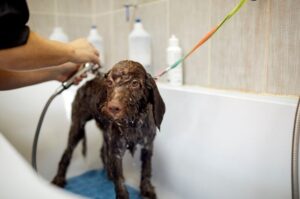 Как часто можно мыть лаготто-романьоло