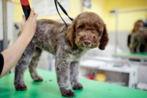 Стрижка лаготто-романьоло