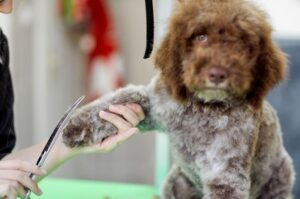 Груминг лаготто-романьоло