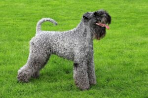 Красивый голубой керри-блю-терьер Красивый ирландский керри-блю-терьер