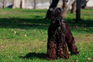 Собака керри-блю-терьер Фотография керри-блю-терьера
