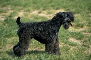 Ирландский керри-блю-терьер Стандарт породы керри-блю-терьер