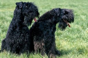 Два керри-блю-терьера Две собаки керри-блю-терьера