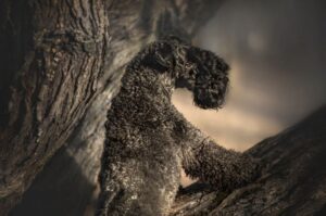 Красивое фото керри-блю-терьера Красивое фото породы керри-блю-терьер