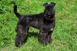 Керри-блю-терьер: фото Черный керри-блю-терьер