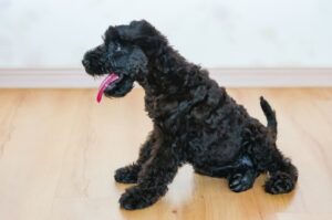 Красивый щенок керри-блю-терьера Милый щенок керри-блю-терьера