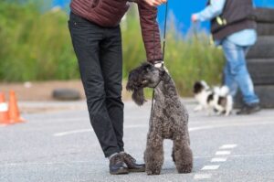 Керри-блю-терьер на прогулке Керри-блю-терьер с хозяином на прогулке