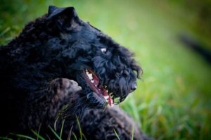 Морда керри-блю-терьера Фото керри-блю-терьера