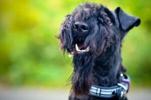 Керри-блю-терьер крупным планом Керри-блю-терьер: фото крупным планом