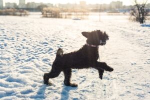 Щенок керри-блю-терьера зимой Игривый щенок керри-блю-терьера