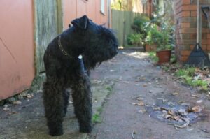 Порода собак керри-блю-терьер Собака породы керри-блю-терьер