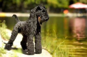 Порода керри-блю-терьер Ирландская порода керри-блю-терьер