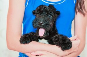 Щенок керри-блю-терьер на руках Забавный щенок керри-блю-терьера