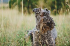 Керри-блю-терьер: группа терьеры Красивый пес керри-блю-терьер