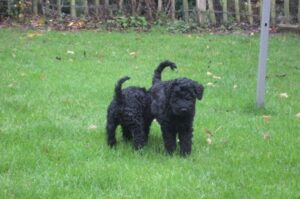 Два щенка породы керри-блю-терьер Два щенка керри-блю-терьера