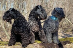 Три ирландских керри-блю-терьера Три собаки породы керри-блю-терьер