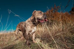 Интеллект американского булли Какой интеллект у американского булли