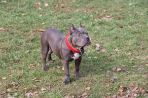 Черный американский булли Американский булли черного окраса