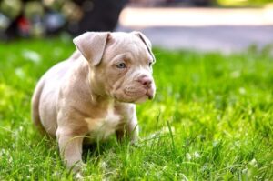 Маленький щенок американского булли Щенок американского булли сидит на траве