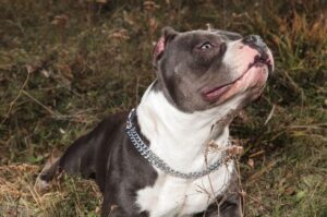 Булли американский Булли американский: фото