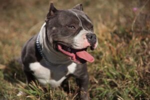 Фото американского булли Фото амбулли