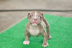 Американский булли: щенок Американский булли: месячный щенок