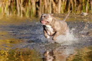 Американский булли в воде Булли американский