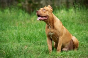 Американ булли xl Американский булли большой xl