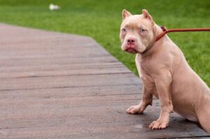 Порода собаки американский булли Собака породы американский булли