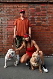 Собаки американские булли Американские булли: фото