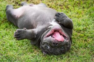 Американский булли катается по траве Американский булли играет на траве