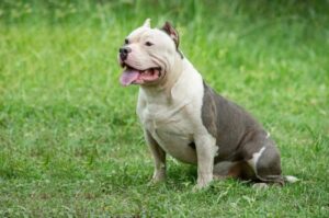 Американский булли большой Американский булли XL