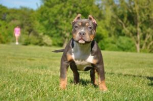 Американский булли: тип классик Американский булли: классик